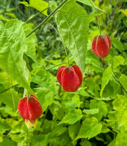 Abutilon megapotanicum 'Big Bell'